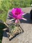 Preview: Echinopsis Hybr. pink